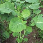 African Kale Plant