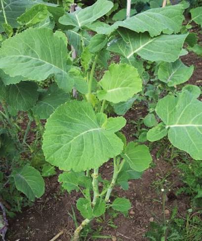 African Kale Plant