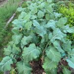 African Kale Plot