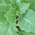 African Kale Top