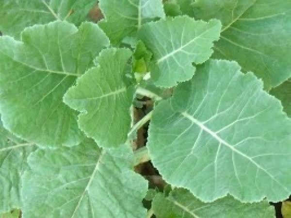 African Kale Top
