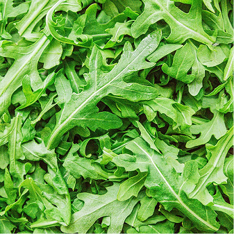 Arugula