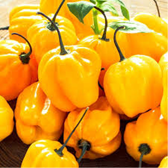 Cameroon pepper