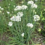 Chive Flower