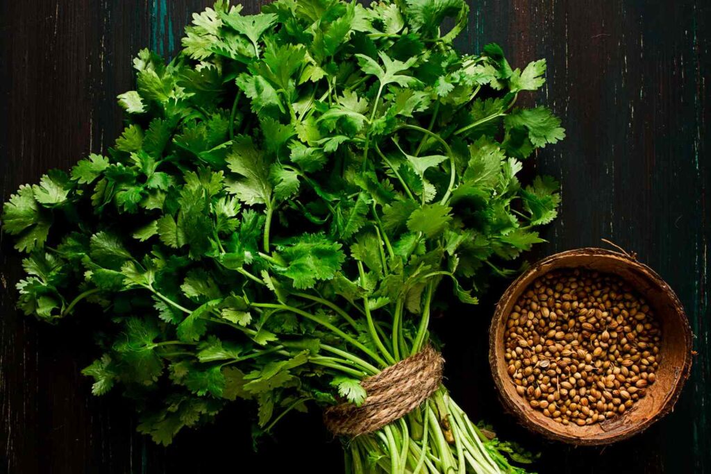 Coriander-vs-cilantro-FT-BLOG0624-cc8f8172b07b49e7ad435157a846dc16