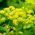 Dill flower