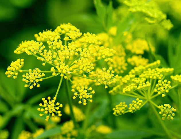 Dill flower
