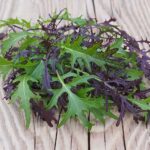 Freshly-Harvested-Red-and-Green-Mizuna