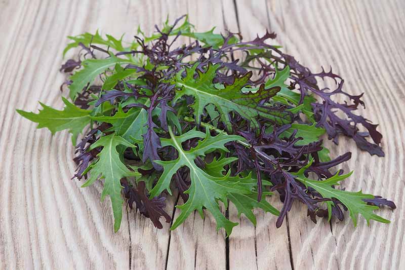 Freshly-Harvested-Red-and-Green-Mizuna