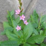 Gbure Flower