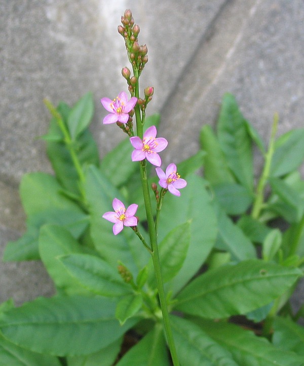 Gbure Flower