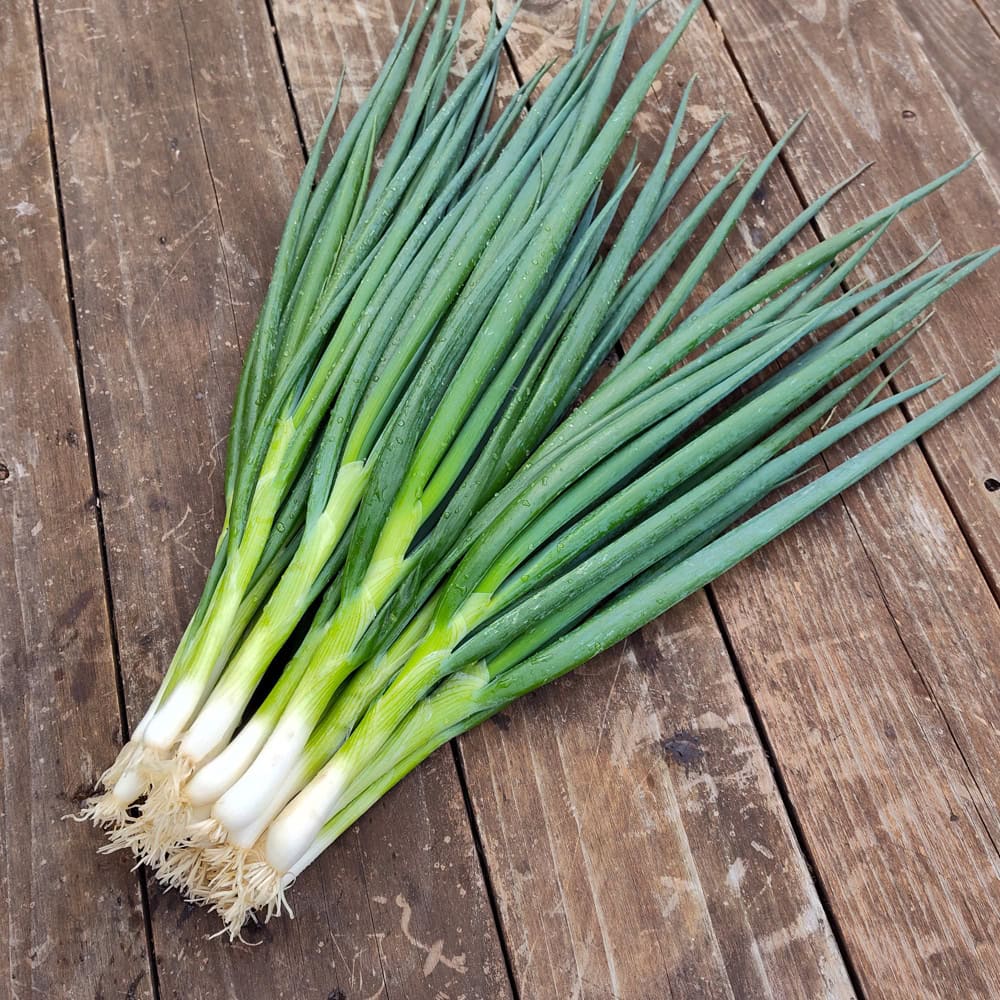 Green-Onion-white-spear-4-1