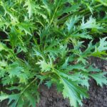 How-to-Plant-and-Grow-Mizuna-Mustard-Greens-Cover