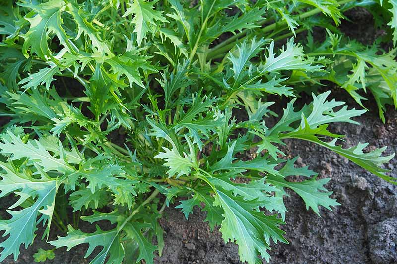 How-to-Plant-and-Grow-Mizuna-Mustard-Greens-Cover