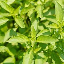 Lemon Basil Plant