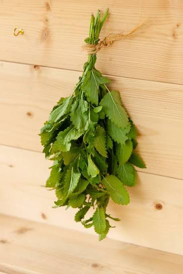 Lemon balm
