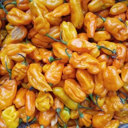 Nsukka pepper pile