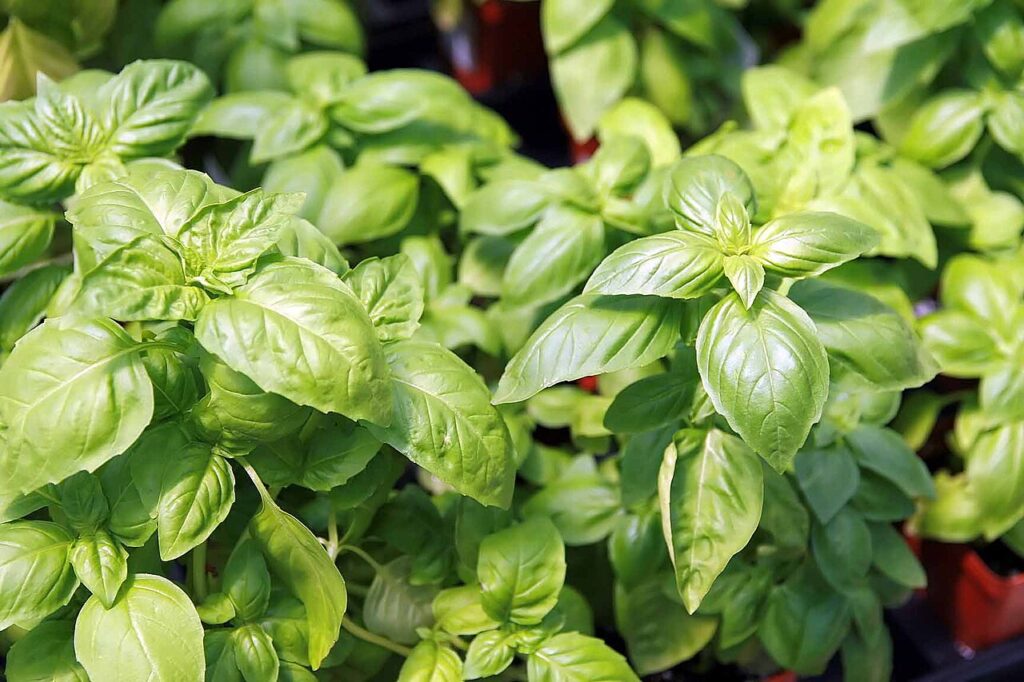 Ocimum_basilicum_8zz