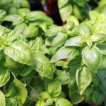 Ocimum_basilicum_8zz