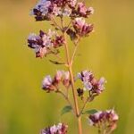 Oregano Flowerr