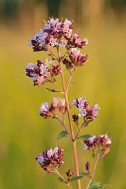 Oregano Flowerr