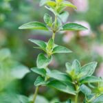 Oregano Plant