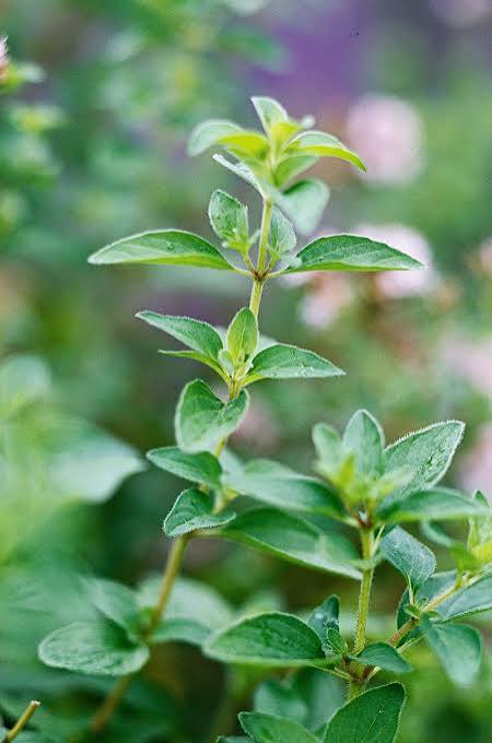 Oregano Plant
