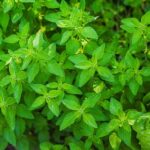 Oregano Plants