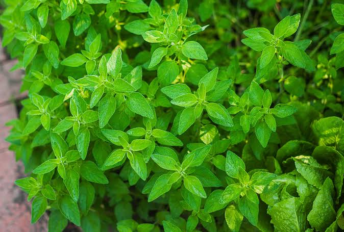 Oregano Plants