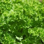 Parsley plant