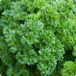 Parsley plants