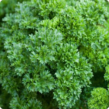 Parsley plants