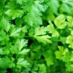 Parsley plot