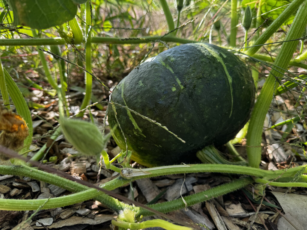 Squash