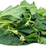 Squash Leaves