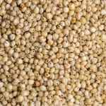 Sweet Sorghum
