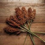 Sweet Sorghum bundle