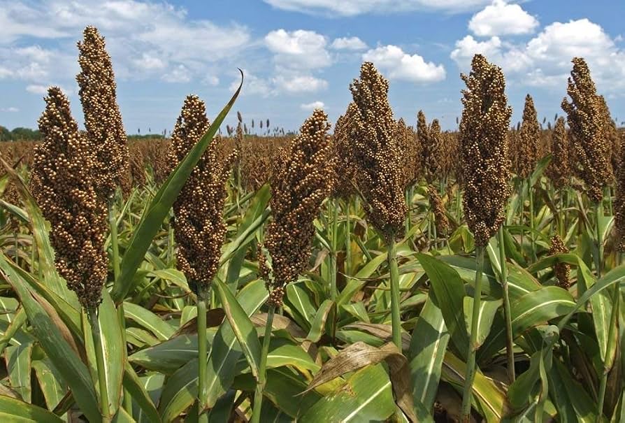 Sweet sorghum field
