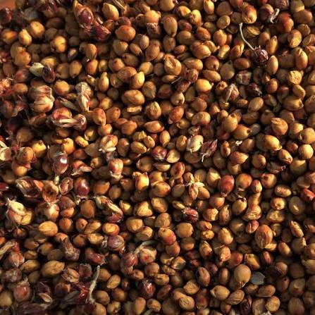 Sweet sorghum seeds
