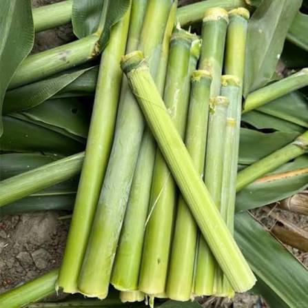 Sweet sorghum stalks