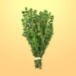 Thyme Bundle