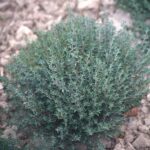 Thyme Plants