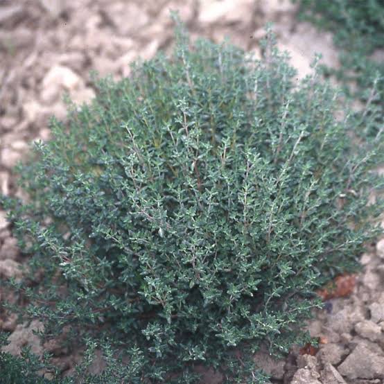 Thyme Plants