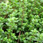 Thyme plot