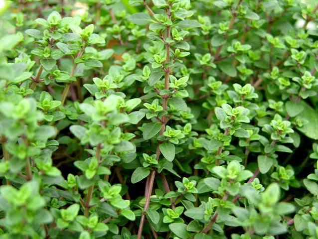 Thyme plot