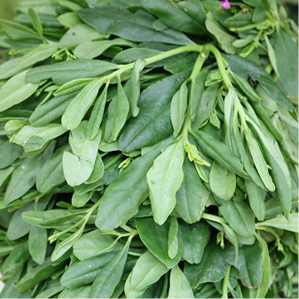 Water leaf