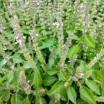 basil-sacred-tulsi-4