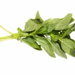bunch-fresh-green-basil-leaves-resting-against-plain-white-background-highlighting-their-aromatic-nature-use-various-345369278