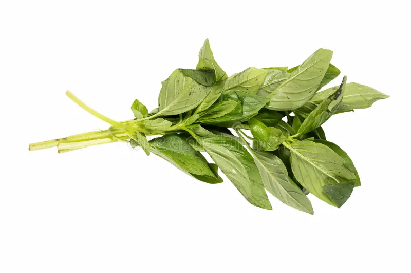 bunch-fresh-green-basil-leaves-resting-against-plain-white-background-highlighting-their-aromatic-nature-use-various-345369278