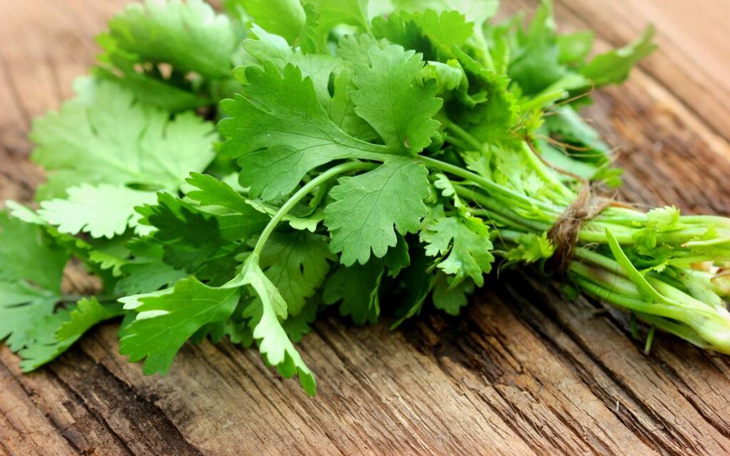 bunch-of-fresh-coriander-or-cilantro-on-a-wooden-table